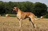 DOGUE ALLEMAND 277